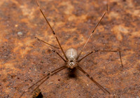 Long-bodied cellar spider - Pholcus phalangioides