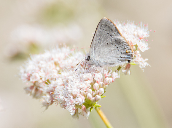 Sylvan Hairstreak - Satyrium sylvinus sylvinus