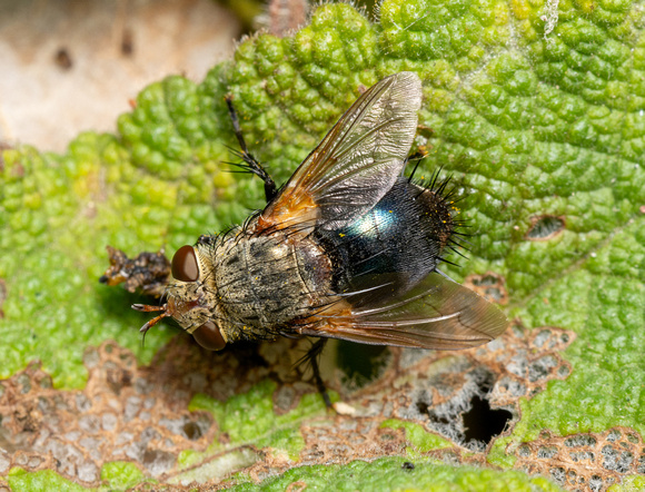 Tachinid fly - Archytas apicifer