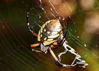 Yellow garden spider - Argiope aurantia