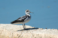 Red-necked Phalarope - Phalaropus lobatus