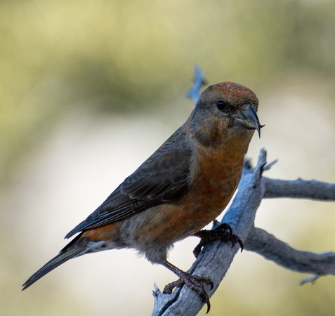 Red Crossbill - Loxia curvirostra