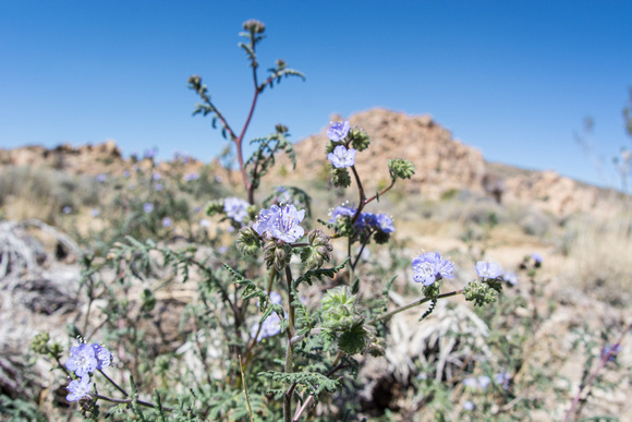 Phacelia sp