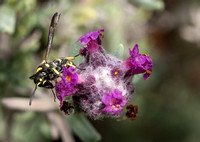 Mason wasp 4 - Parancistrocerus declivatu