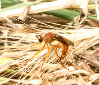 Robber Fly - Saropogon luteus