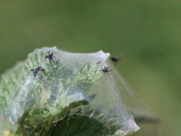 Ground spider 4 - Zelotes sp.