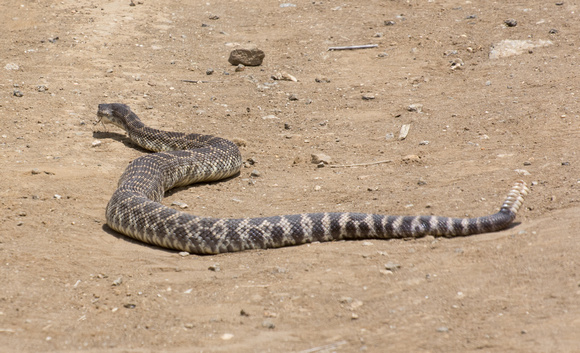 Southern Pacific Rattlesnake - Crotalus oreganus helleri
