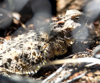 Blainville's Horned Lizard - Phrynosoma blainvillii