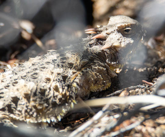 Blainville's Horned Lizard - Phrynosoma blainvillii