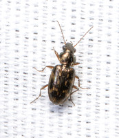 Family Carabidae - Ground Beetles