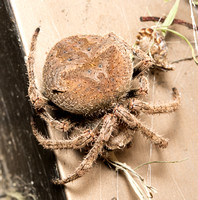 Orb weaver - Araneus andrewsi