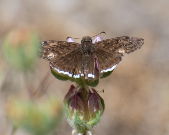 Duspkywing sp