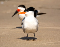 Royal Tern - Thalasseus maximus