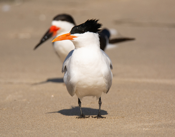 Royal Tern - Thalasseus maximus