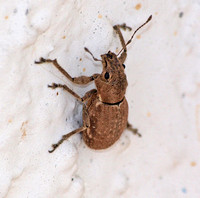 Fuller rose beetle - Pantomorus cervinus