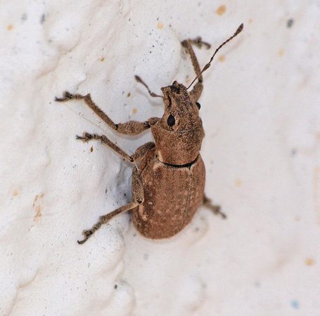 Fuller rose beetle - Pantomorus cervinus