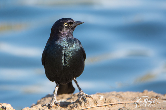 Brewer's Blackbird - Euphagus cyanocephalus