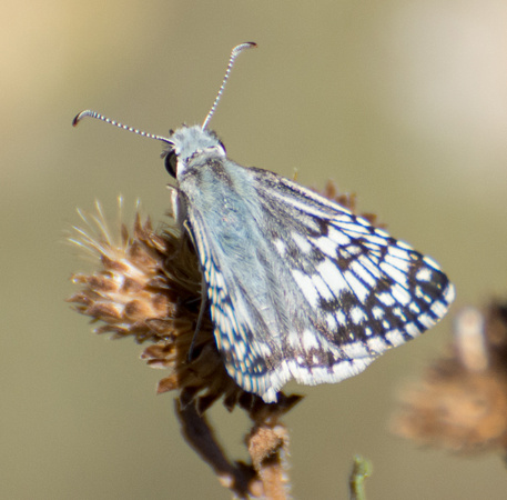 White checkered-skipper - Pyrgus albescens