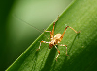 Mediterranean katydid - Phaneroptera nana