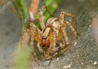 Corner spider - Hololena sp. eating Scentless plant bug - Brachycarenus tigrinus