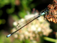 Pacific forktail - Ischnura cervula