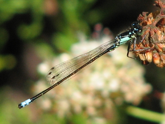 Pacific forktail - Ischnura cervula (Male)