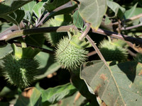 Jimson weed - Datura sp.