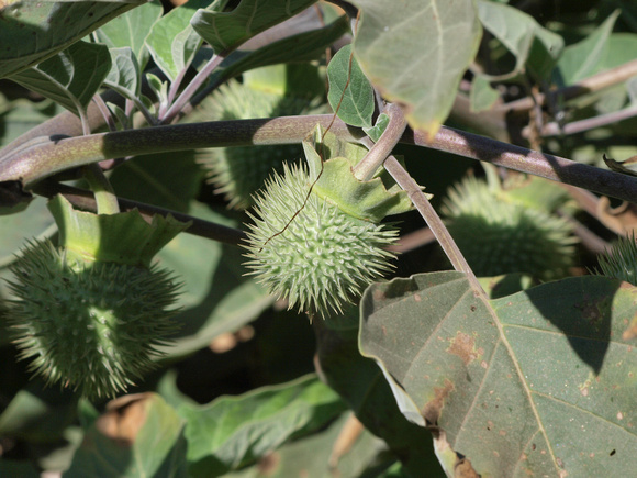 Jimson weed - Datura sp.