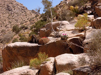 Smithwater Canyon Riparian Area