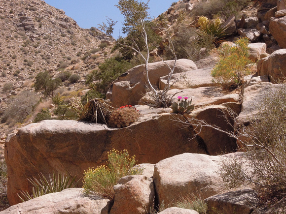 Smithwater Canyon Riparian Area