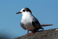 Arctic Tern - Sterna paradisaea