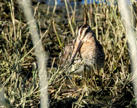 Wilson's Snipe - Gallinago delicata