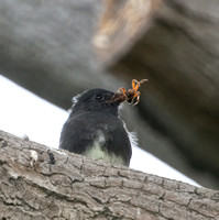 Black Phoebe - Sayornis nigricans, long beach other, Spotted orbweaver - Neoscona crucifera