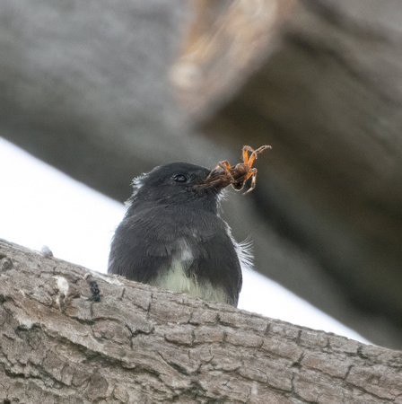 Black Phoebe - Sayornis nigricans, long beach other, Spotted orbweaver - Neoscona crucifera