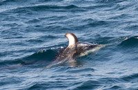 Pacific white-sided dolphin- Lagenorhynchus obliquidens