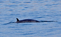 Minke Whale - Balaenoptera acutorostrata