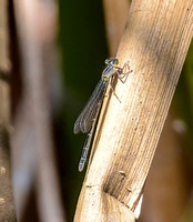 Pacific forktail - Ischnura cervula