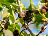 Pine Siskin - Spinus pinus