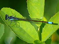 Pacific forktail - Ischnura cervula (Male)