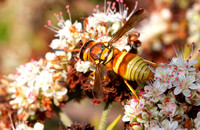 Mason wasp - Euodynerus pratensis