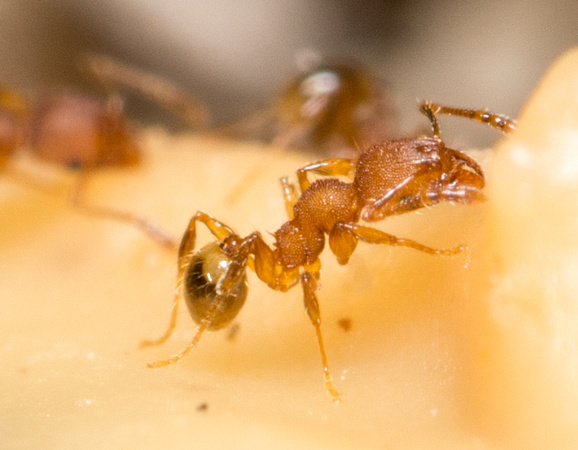 Big-headed ant - Pheidole navigans