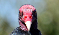 Turkey Vulture - Cathartes aura