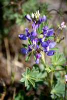 Arroyo Lupine - Lupinus succulentus