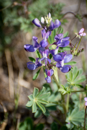 Arroyo Lupine - Lupinus succulentus