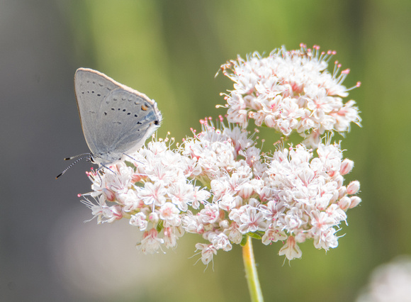 Sylvan Hairstreak - Satyrium sylvinus sylvinus
