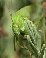 Mediterranean katydid - Phaneroptera nana