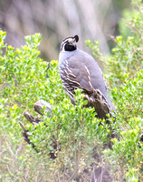 California Quail - Callipepla californica