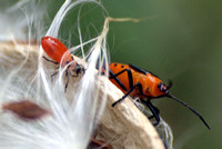 Large milkweed bug -Oncopeltus fasciatus