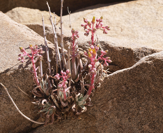 Dudleya saxosa