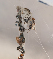 Orb weaver - Metepeira sp.